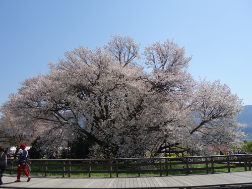 北西から見た一心行の大桜