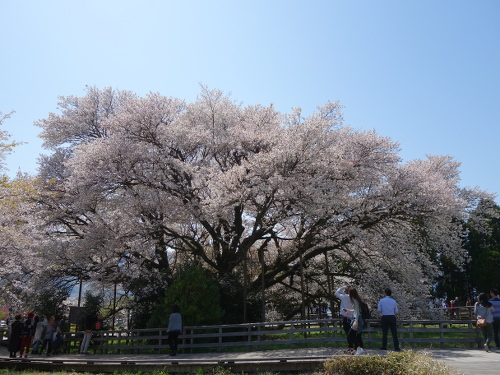 北東から見た一心行の大桜
