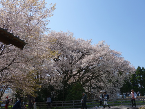 東北東から見た一心行の大桜