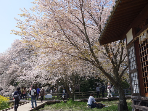 東から見た一心行の大桜