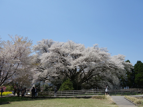東から見た一心行の大桜