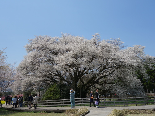 東北東から見た一心行の大桜