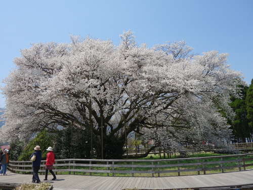 北東から見た一心行の大桜