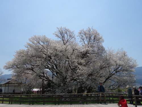 北北西から見た一心行の大桜
