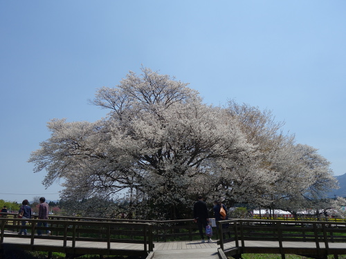西北西から見た一心行の大桜