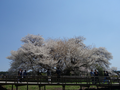 南西から見た一心行の大桜