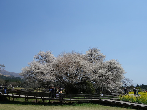 南南西から見た一心行の大桜