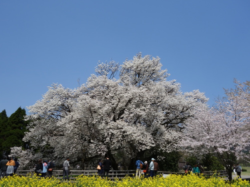 南南東から見た一心行の大桜