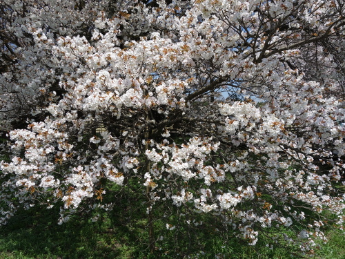 通路から撮影した一心行の大桜