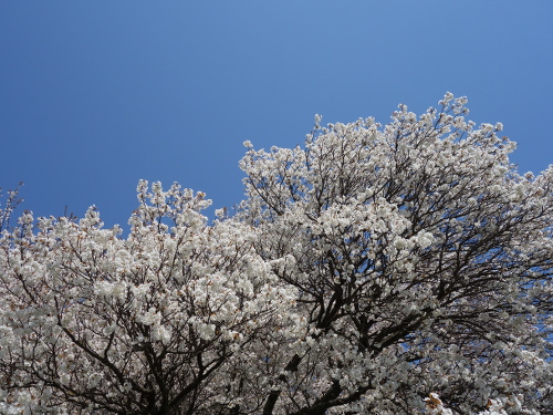 通路から撮影した一心行の大桜