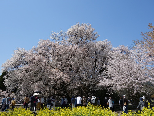 南東から見た一心行の大桜