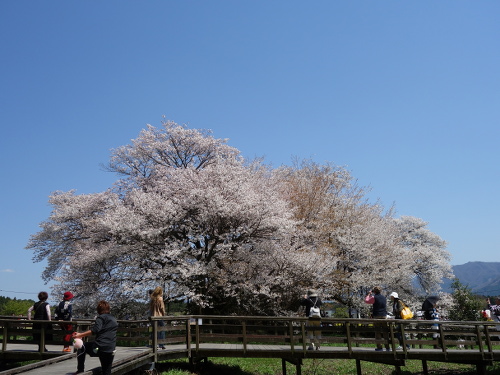 西南西から見た一心行の大桜