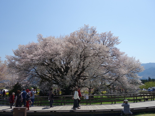 北北西から見た一心行の大桜