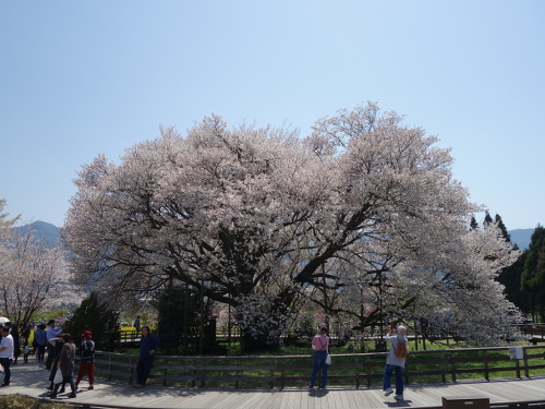 北から見た一心行の大桜