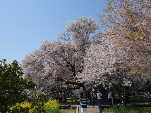 東南東から見た一心行の大桜