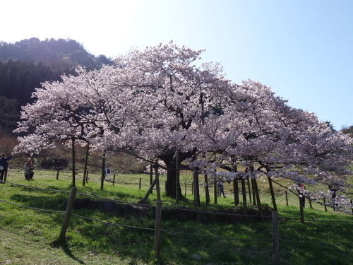東から見た一心行の大桜