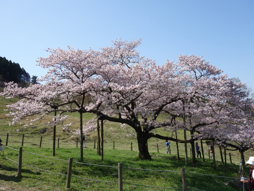 南南東から見た一心行の大桜
