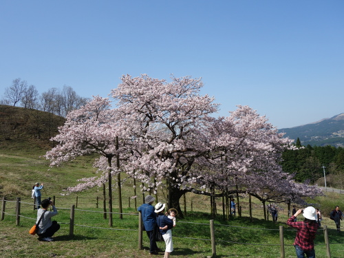 南から見た一心行の大桜