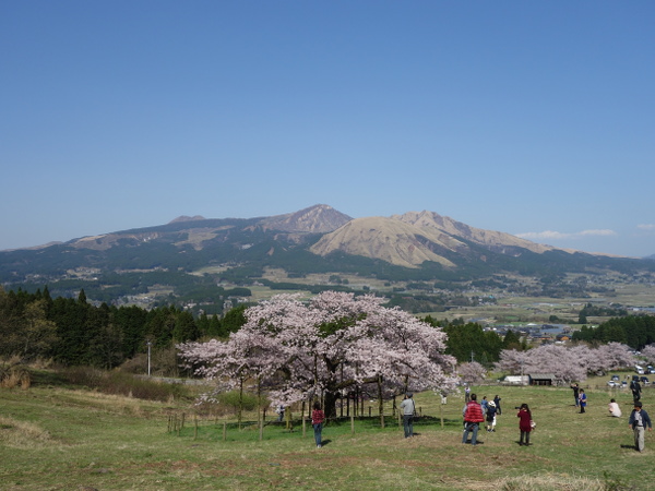観音桜と阿蘇山