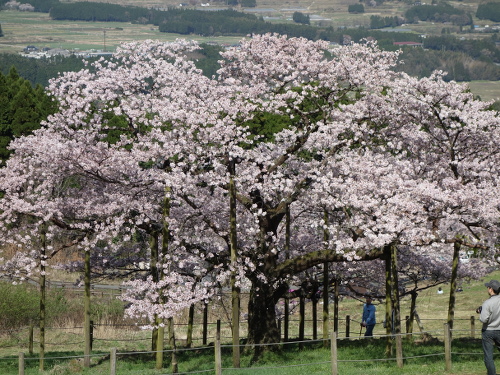 西から見た一心行の大桜