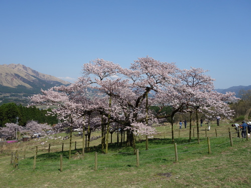 北西から見た一心行の大桜
