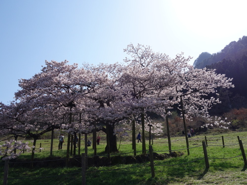 北東から見た一心行の大桜