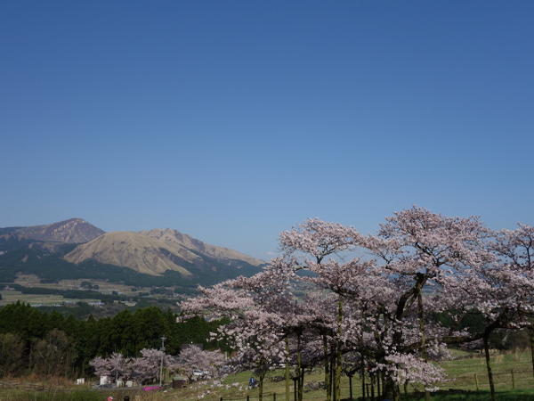 観音桜と阿蘇山