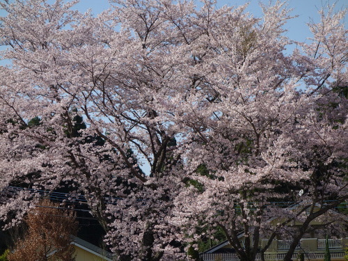 駐車場の満開の桜