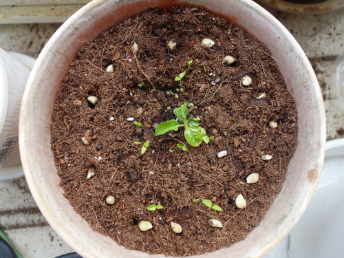 グァバの実生苗の鉢に蒔いたシークヮーサーの種