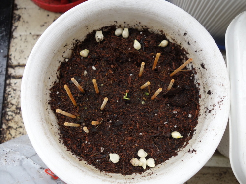 グァバの実生苗を移植した鉢に蒔いたシークヮーサーの種