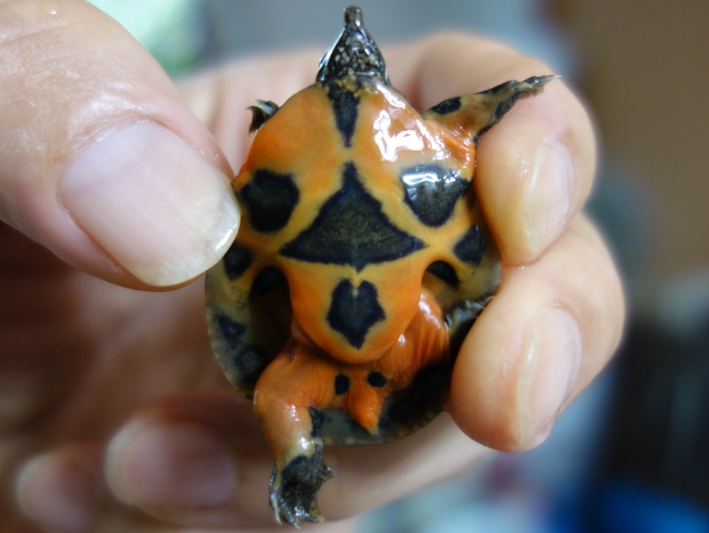 スッポンの幼体