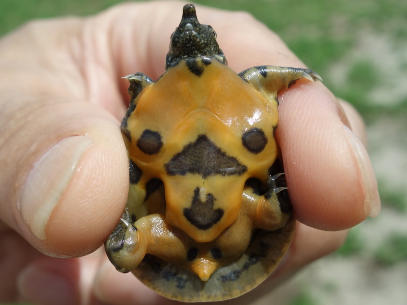 スッポンの幼体