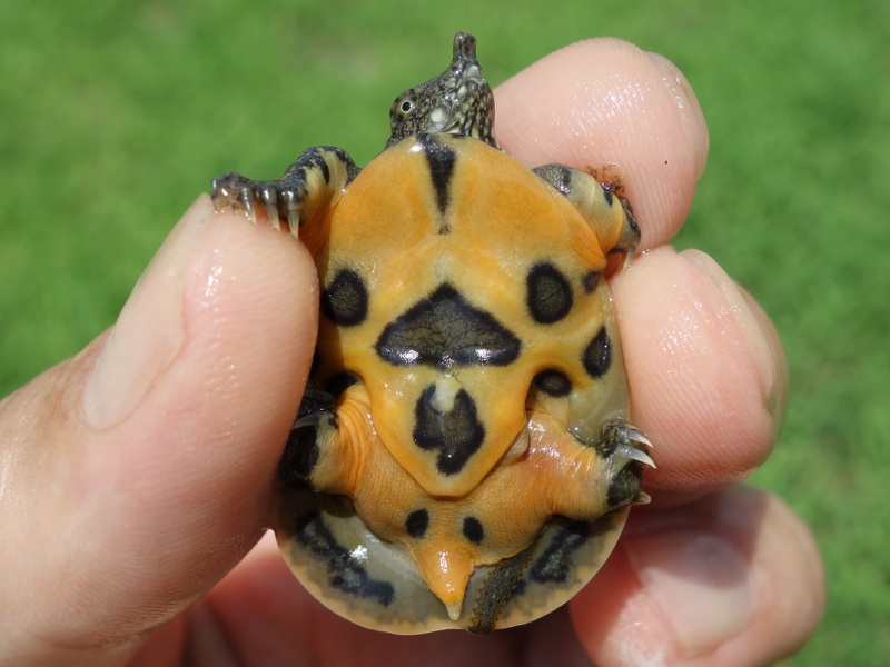 スッポンの幼体