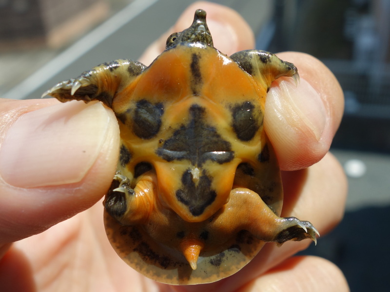 スッポンの幼体