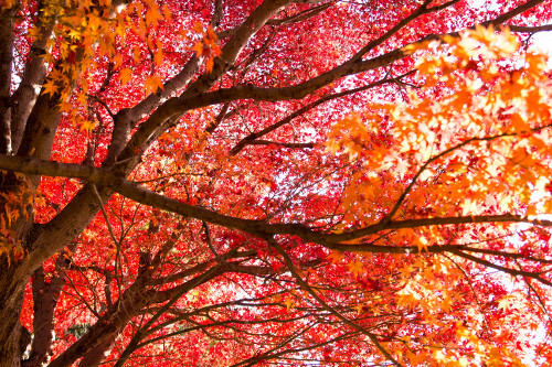 紅葉した木々