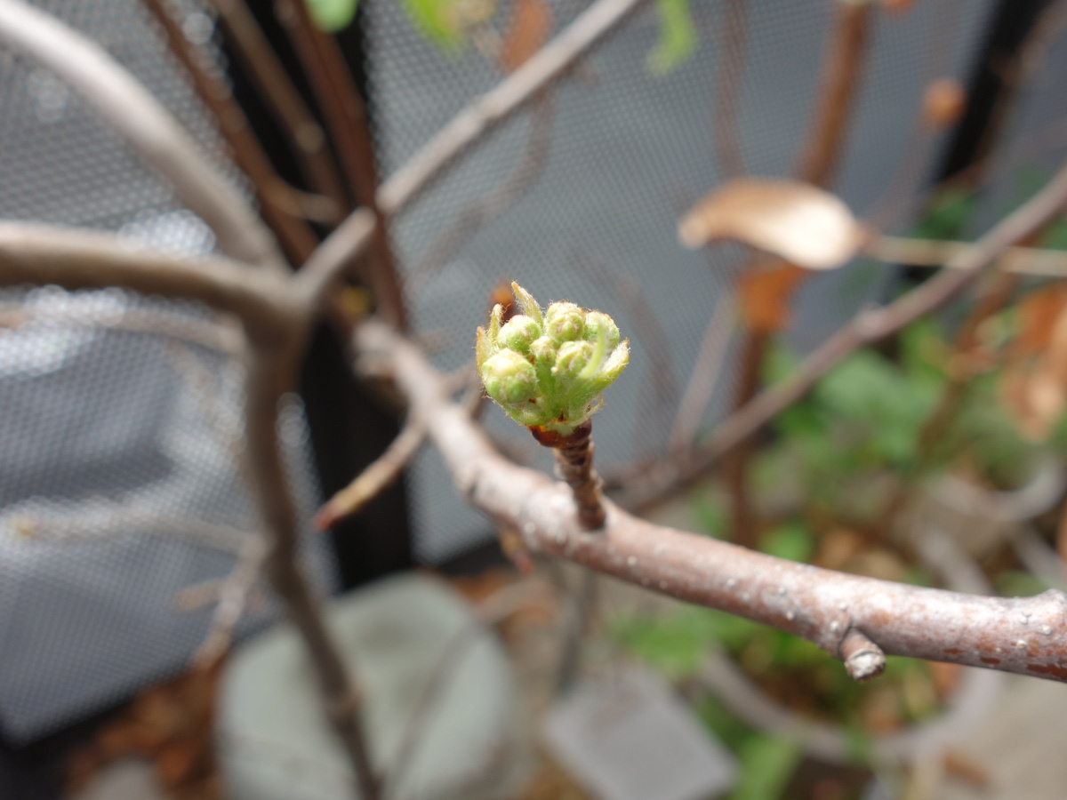 ラ・フランスのつぼみ