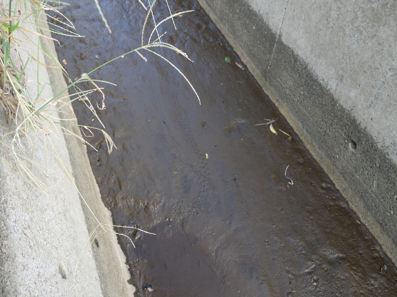 赤ちゃんスッポンの足跡