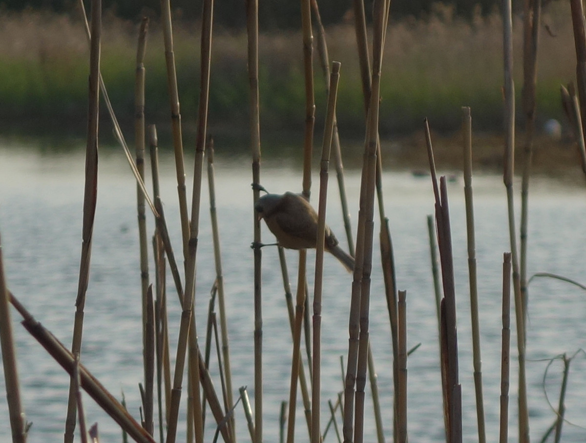 ツリスガラ（吊巣雀）
