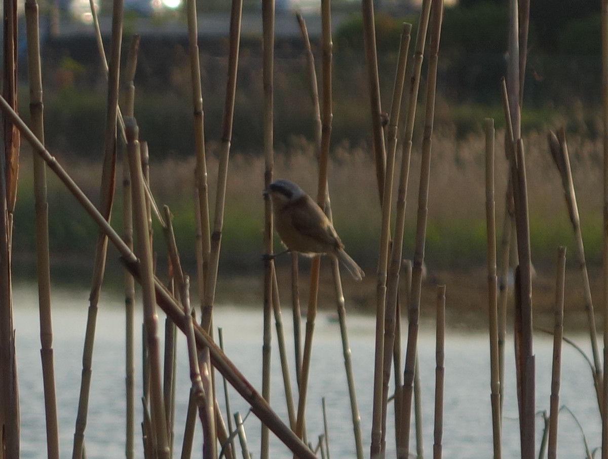 ツリスガラ（吊巣雀）