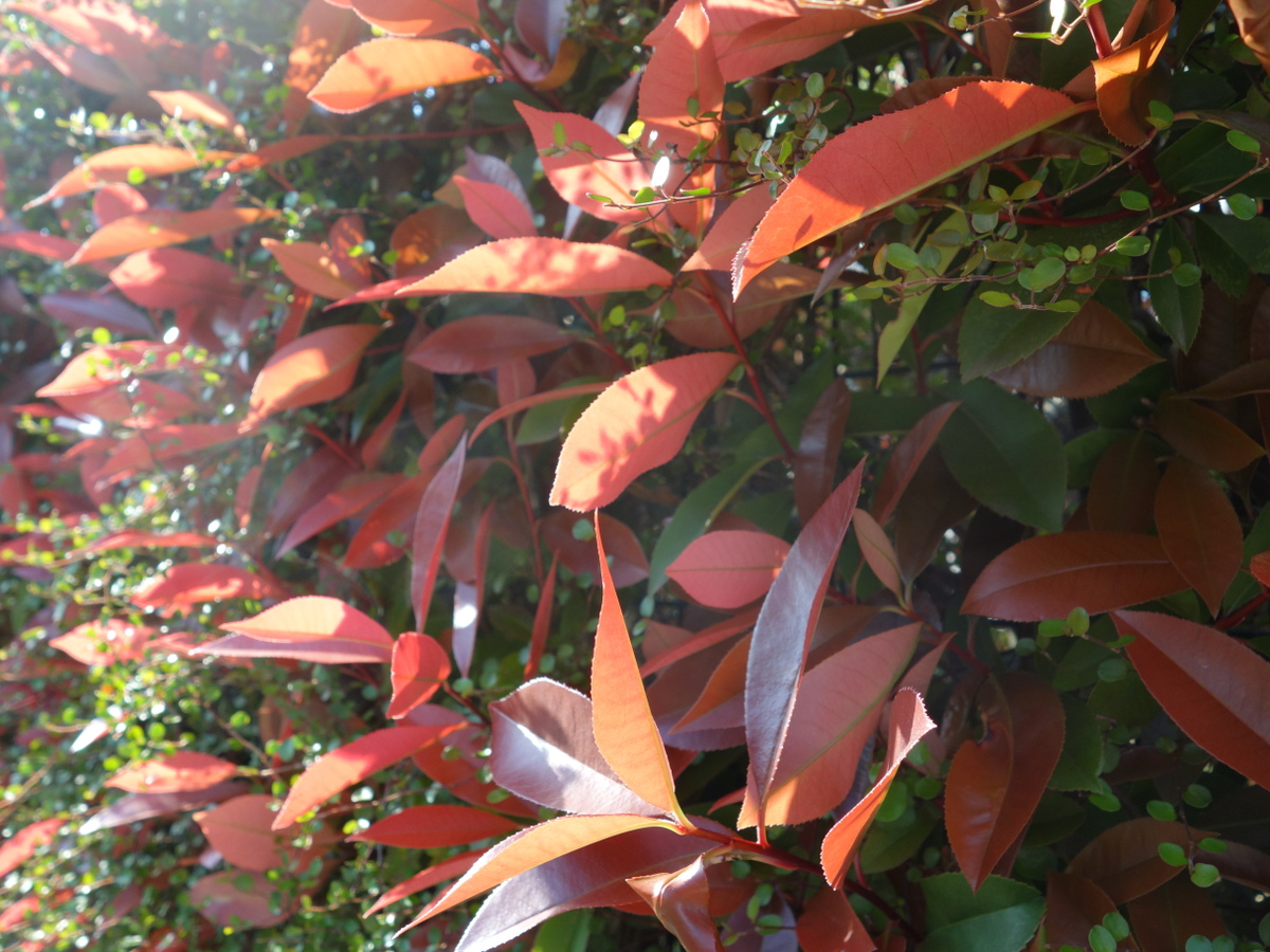 ベニカナメモチ（紅要黐）