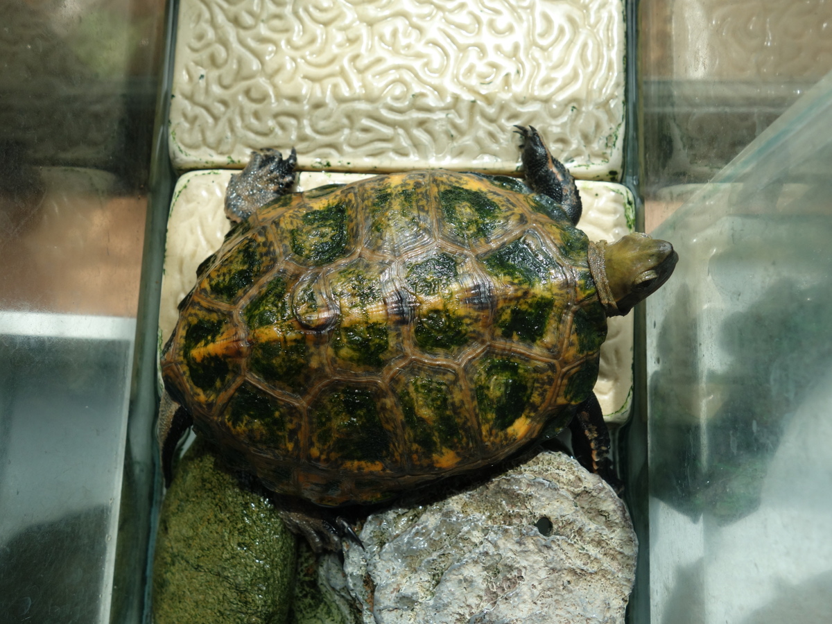 ニホンイシガメ