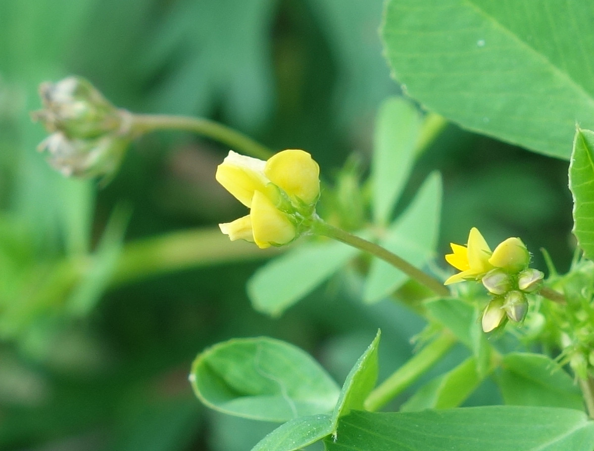 コメツブツメクサ（米粒詰草）