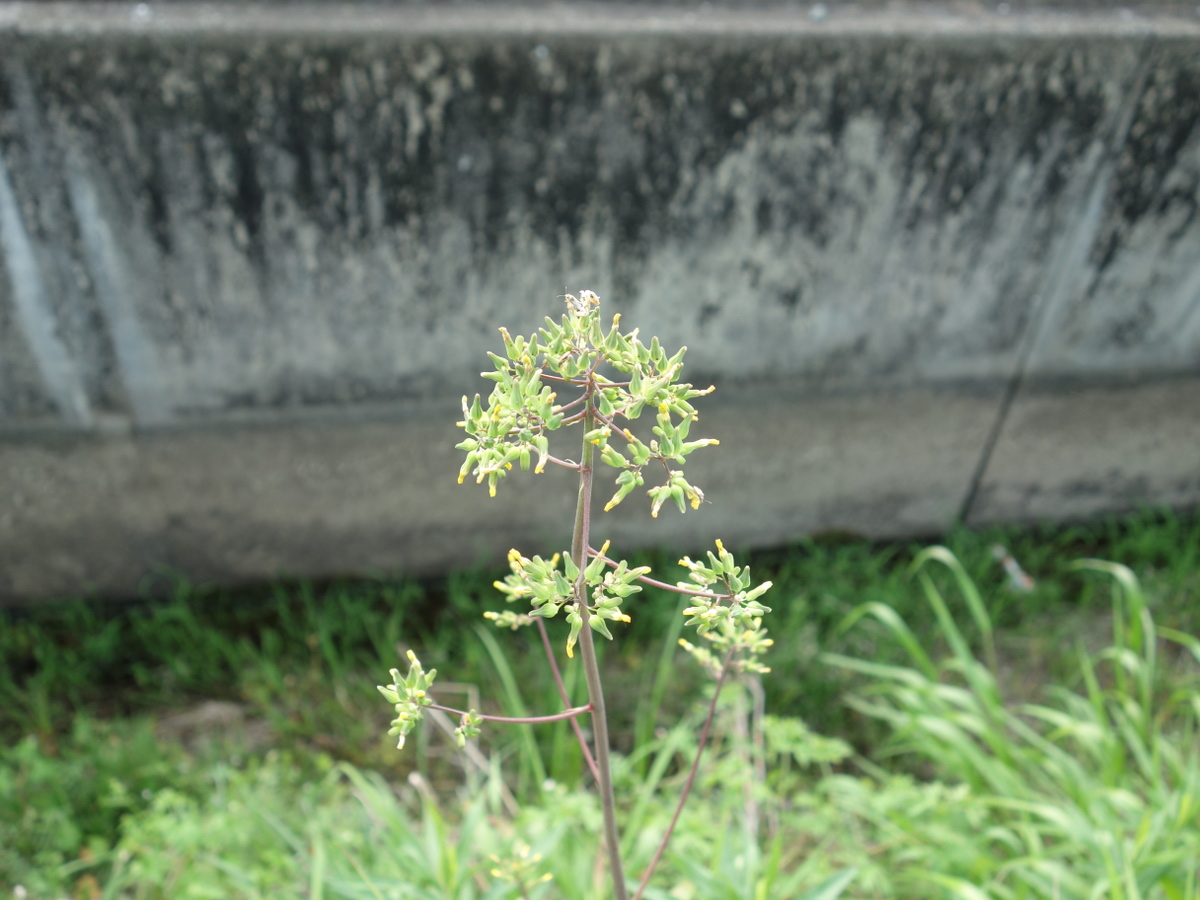 オニタビラコ（鬼田平子）