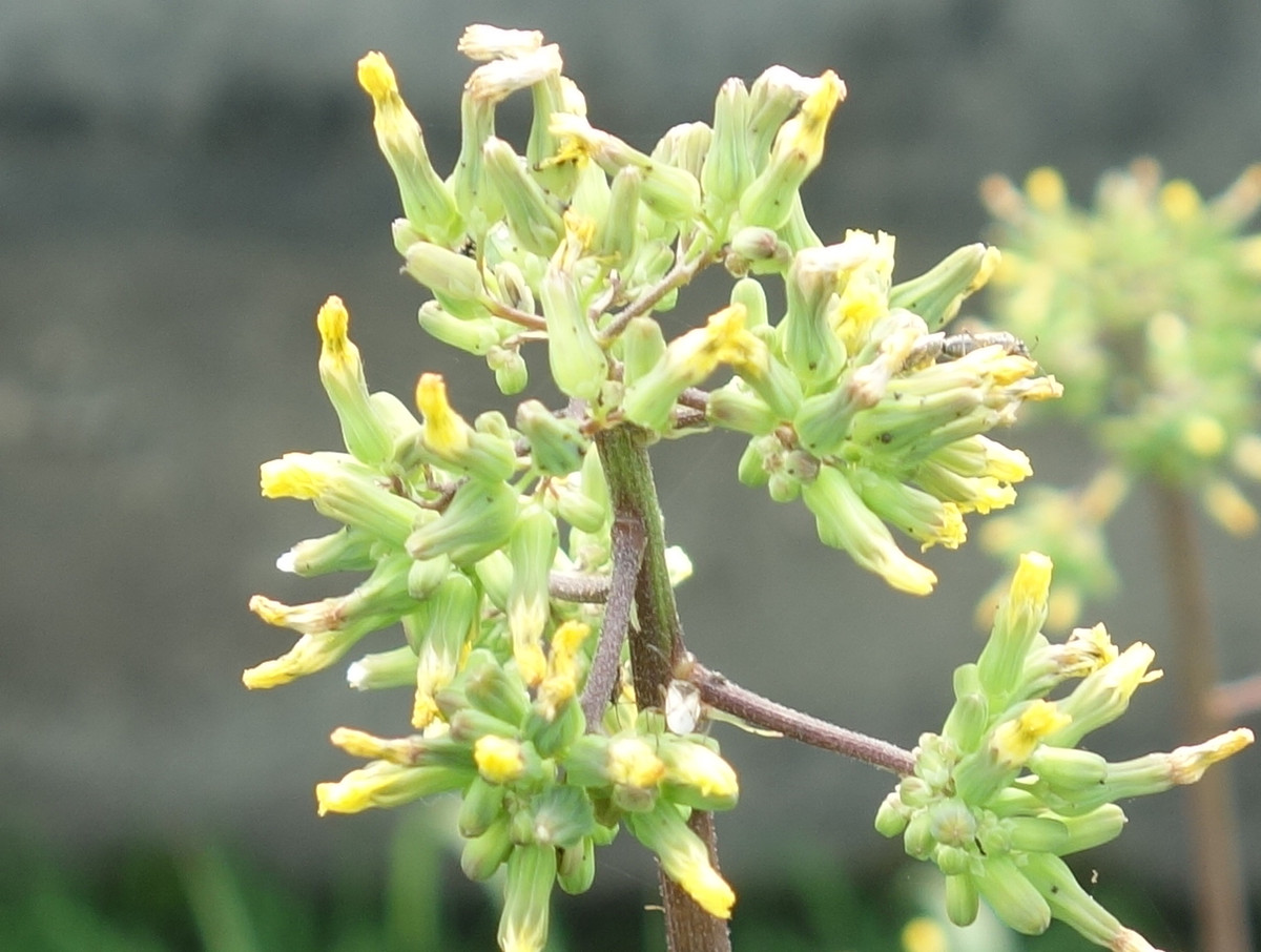 オニタビラコ（鬼田平子）