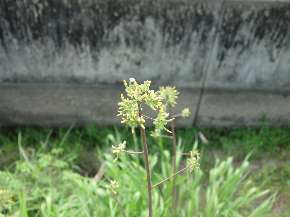 オニタビラコ（鬼田平子）
