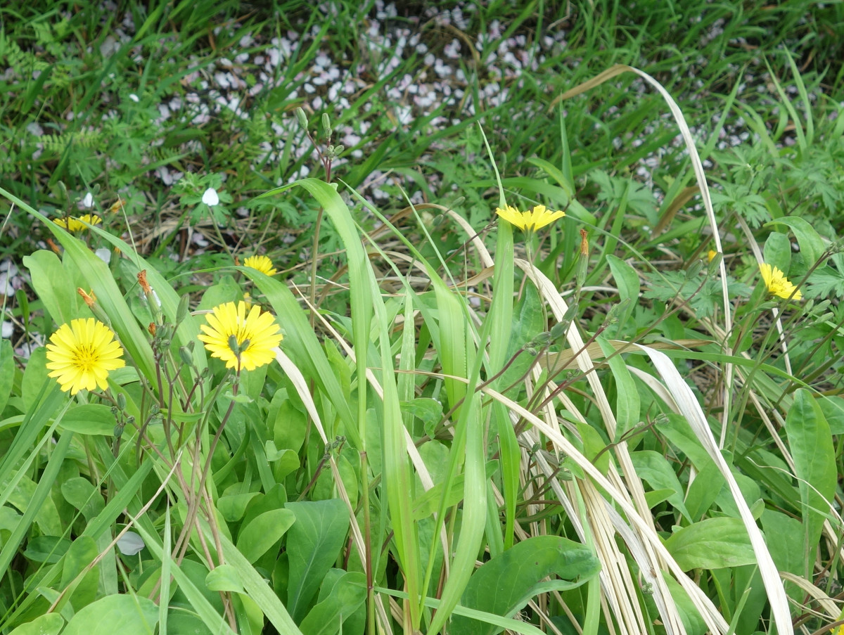 オオジシバリ（大地縛り）