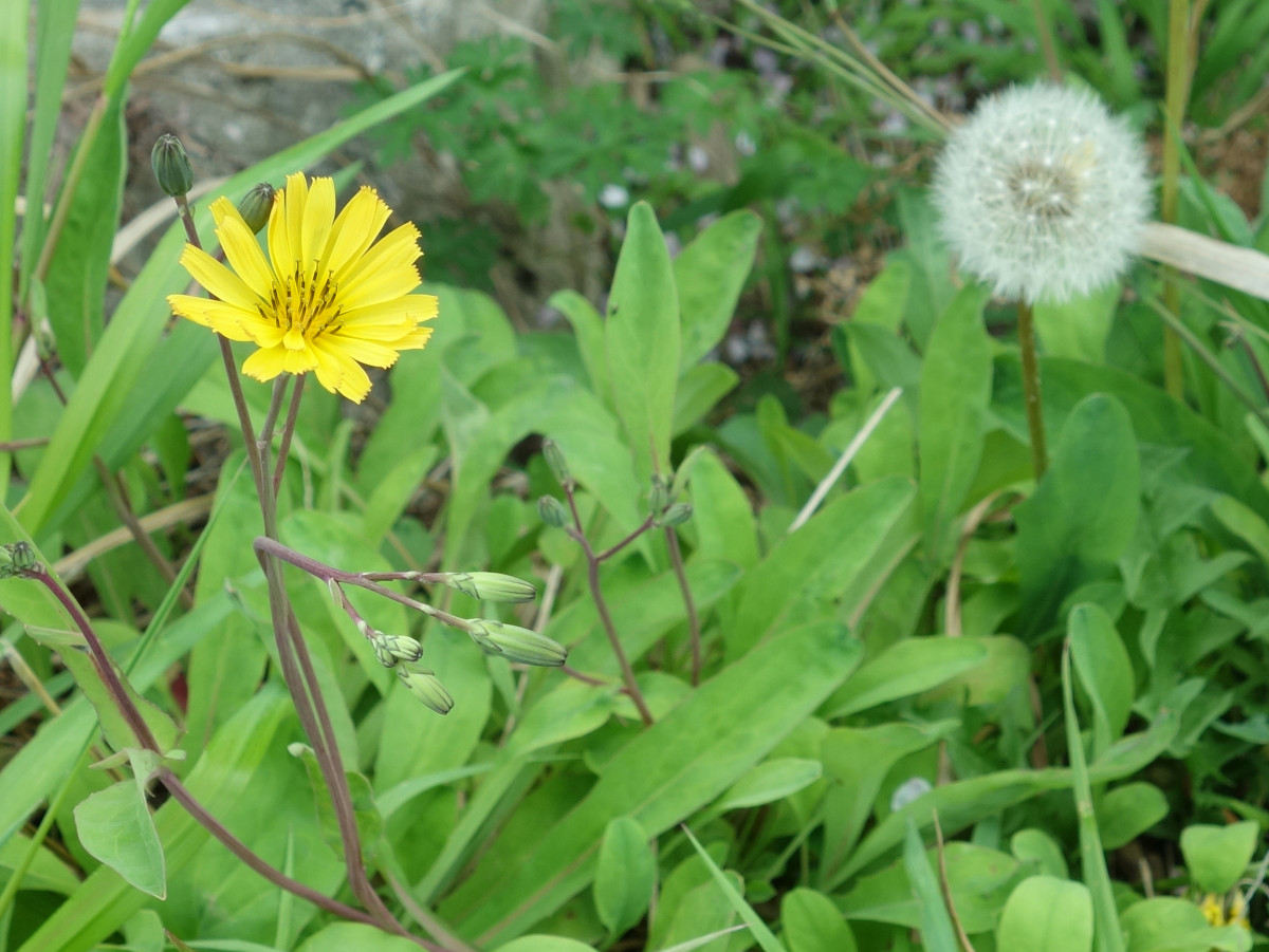 オオジシバリ（大地縛り）
