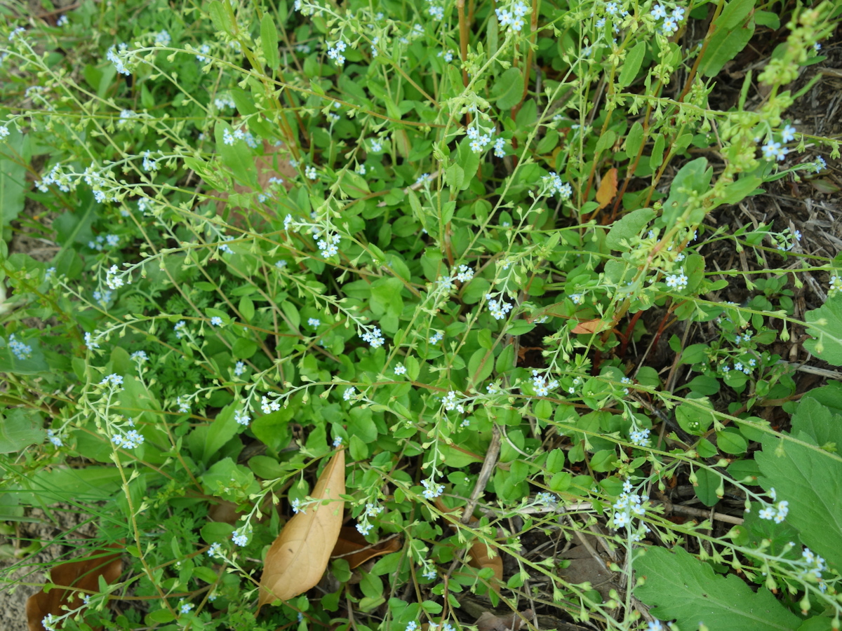 キュウリグサ（胡瓜草）