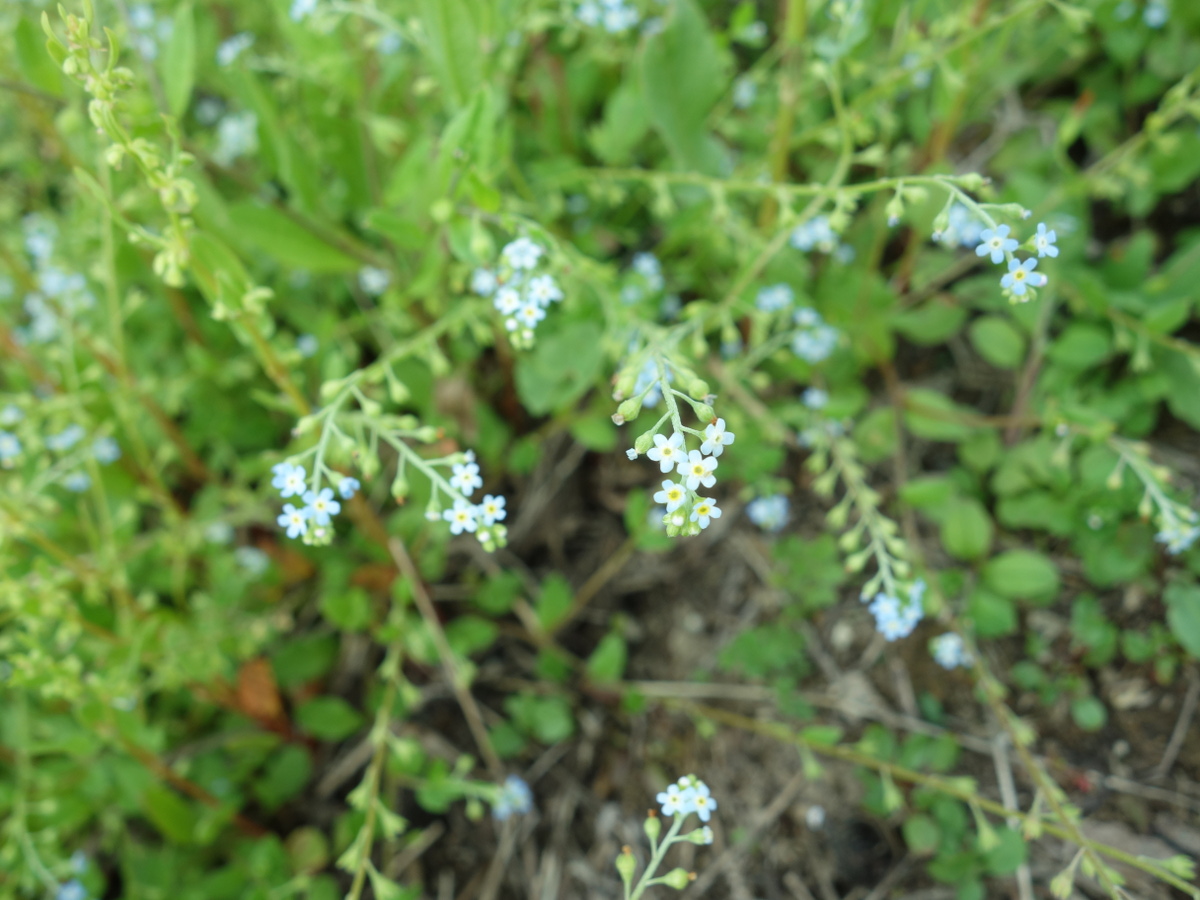 キュウリグサ（胡瓜草）