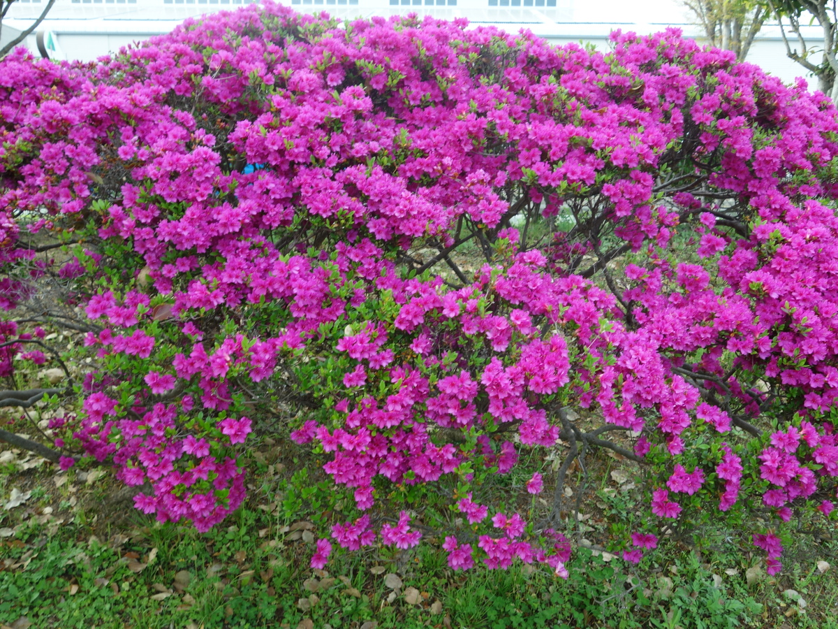 ツツジ（躑躅）